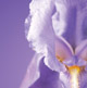 Экстракт цветков ириса Oriflame (Орифлэйм, Орифлейм), натуральная косметика